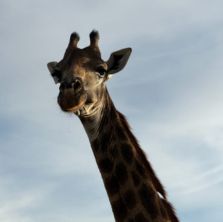 Giraffe on safari in South Africa
