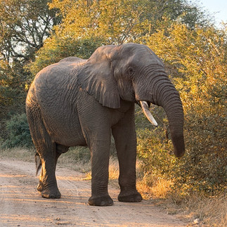 Elephant on safari in South Africa