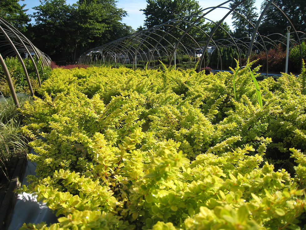 Barberry