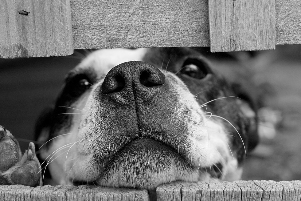 dog_pet_cute.jpeg