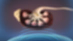 maxresdefault-1.jpg