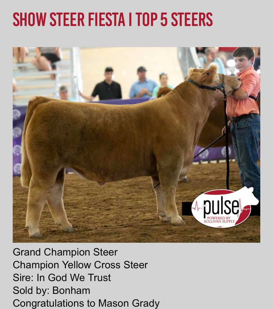 Top 4 Steers at the Show Steer Fiesta Sired by IGWT!!