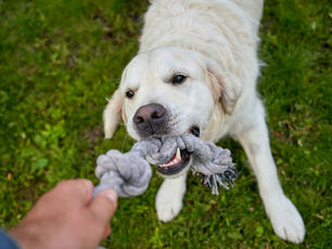 You Might Be Reinforcing the Behaviour You Don’t Want