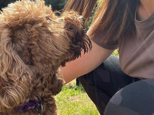 So You’ve Adopted a Rescue Dog… Now What?