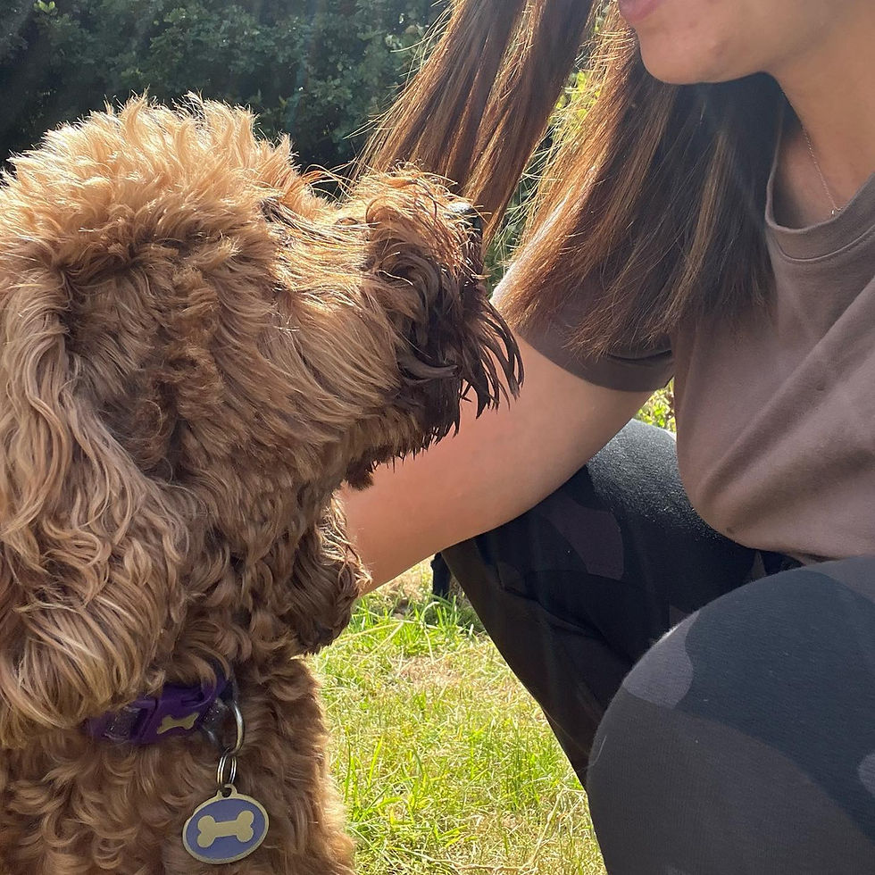 So You’ve Adopted a Rescue Dog… Now What?