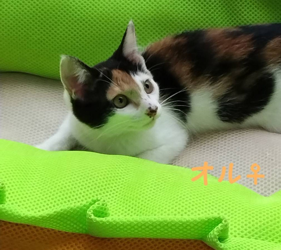 オルちゃん
