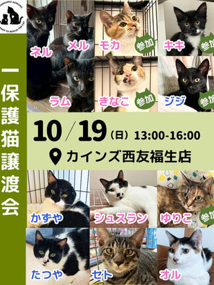 10月19日(日)譲渡会inカインズ西友福生店