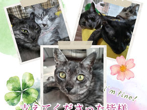 FIPイケニャン寛解のご報告