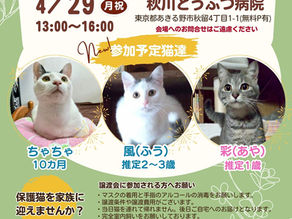 【終了】4月29日(月祝)譲渡会in秋川どうぶつ病院
