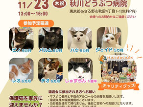 【終了】11月23日(木祝)譲渡会in秋川どうぶつ病院