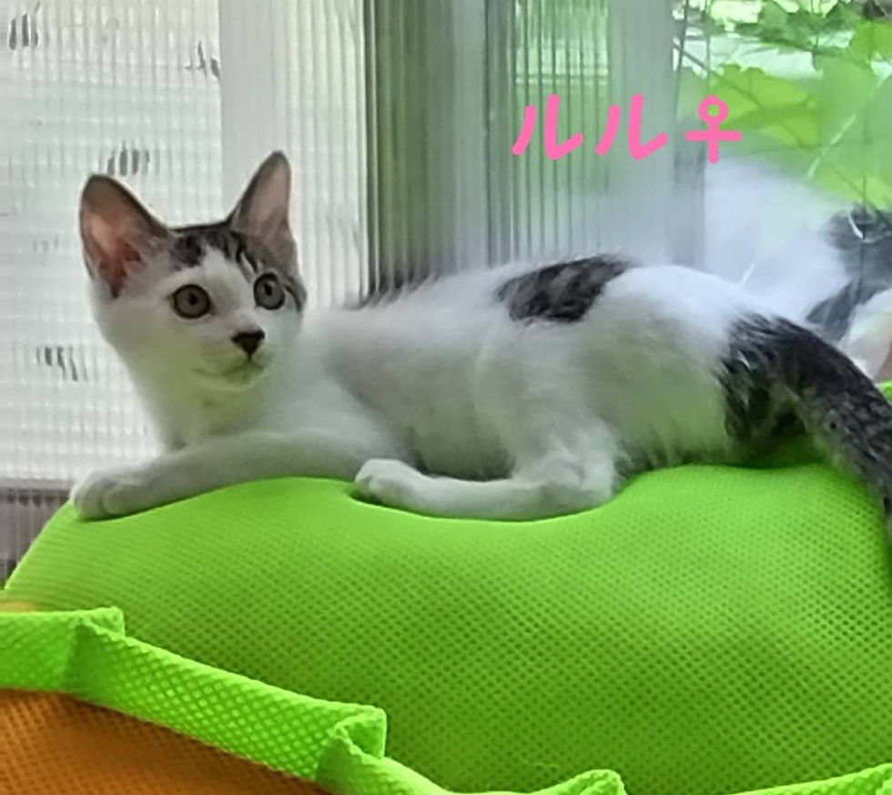 ルルちゃん