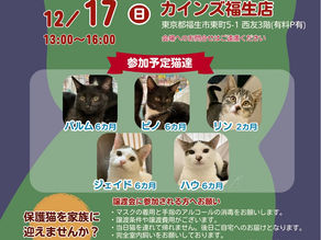 【終了】12月17日(日)譲渡会inカインズ福生店
