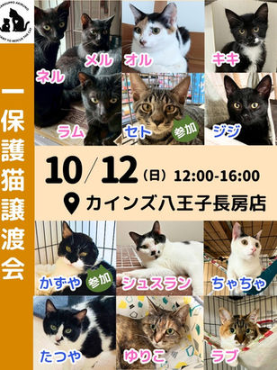10月12日(日)譲渡会inカインズ八王子長房店