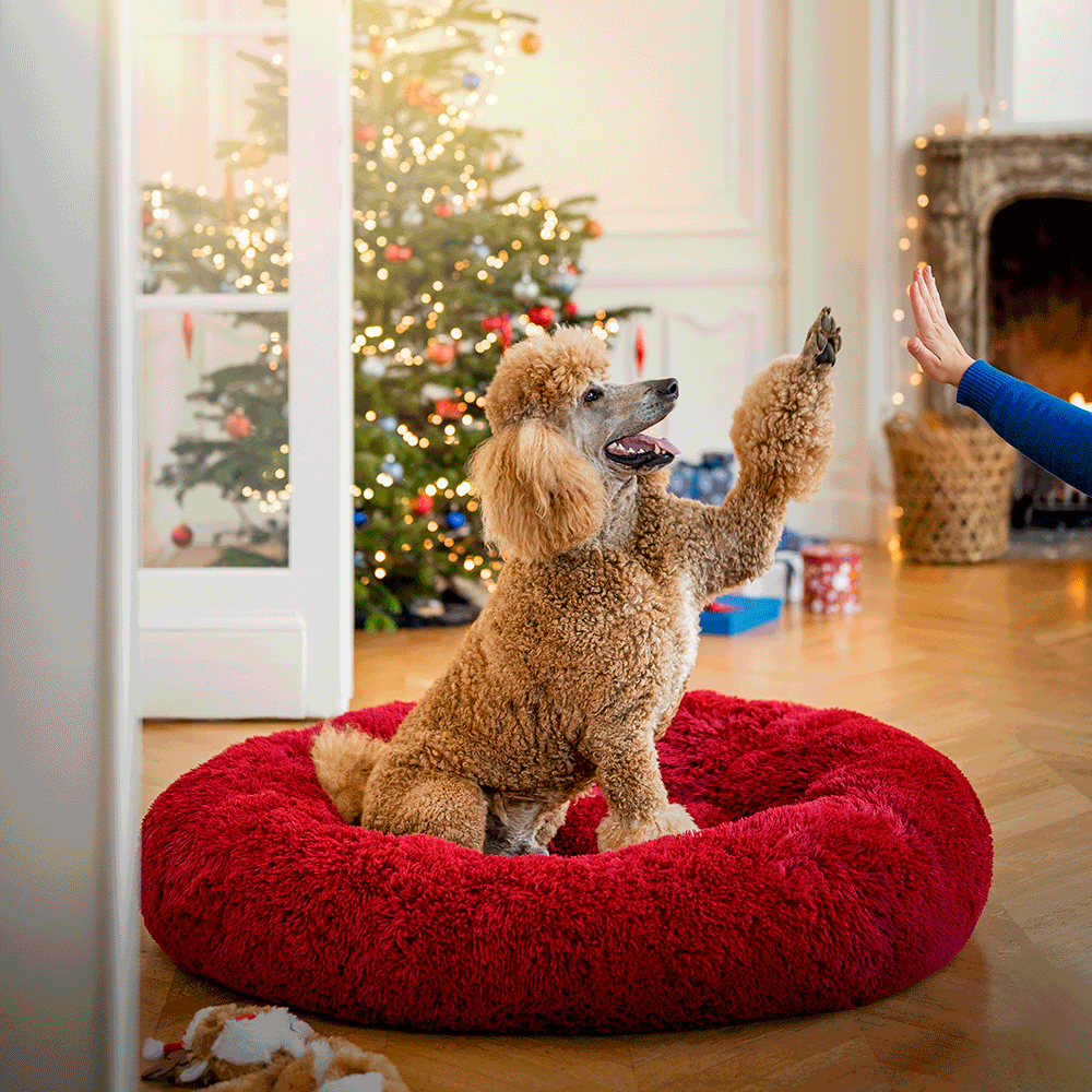 #tom&co #gicom #theimagefactory #animaux #fêtes #photo #retouche