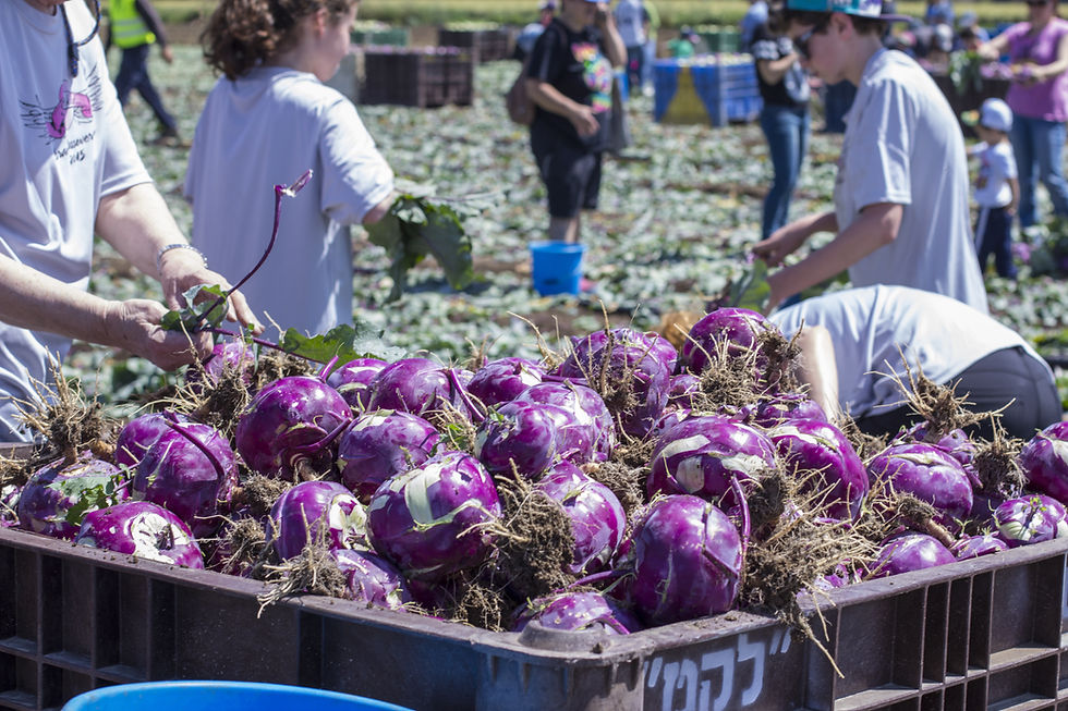 A large bin of purple cabbage in a field picked by Leket volunteers