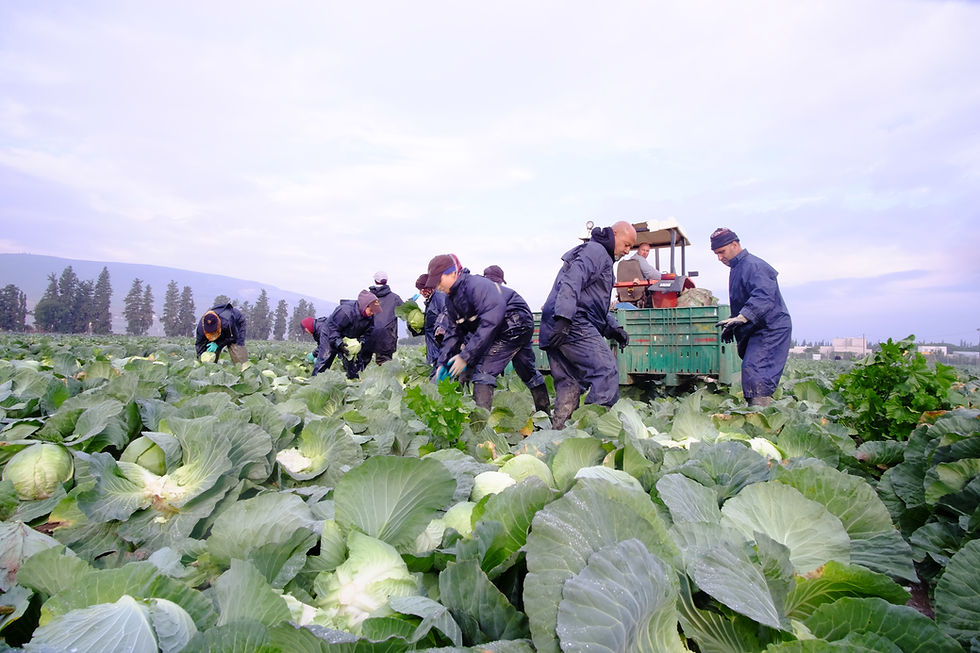 Volunteers in raincoats picking cabbages in a field for Leket