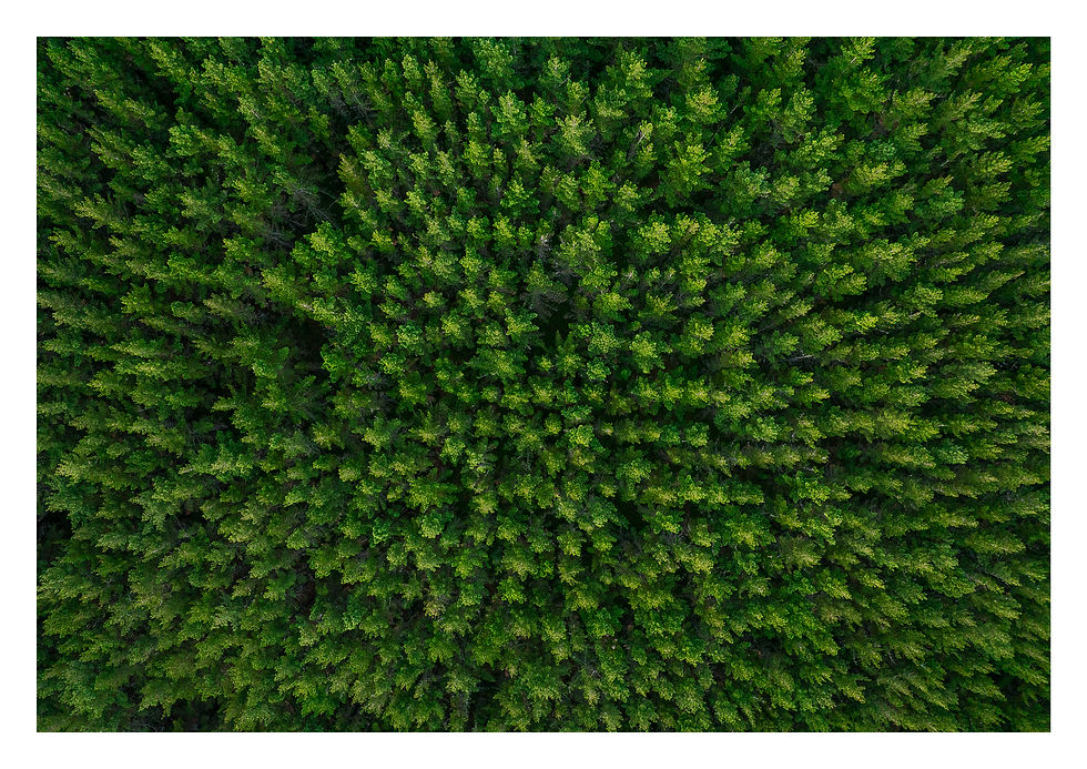 Thumbnail: Pine Tree Forest