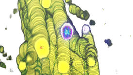 Posthuman Topologies