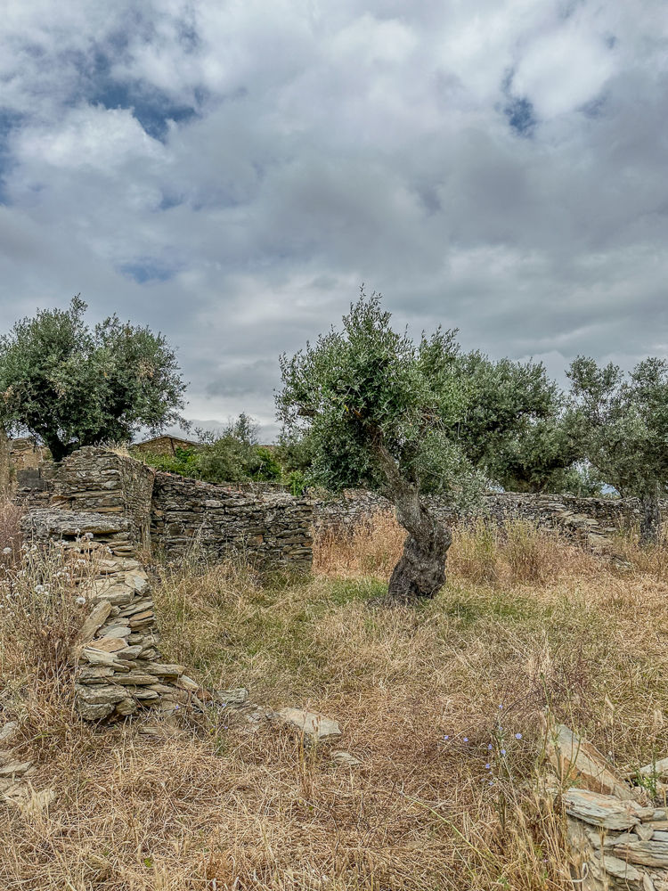 Dry stone wall and olive tree near the village of Azinheira, Castelo Branco