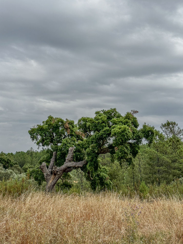 Oak tree in the fields around the village of Azinheira, Castelo Branco, Portugal