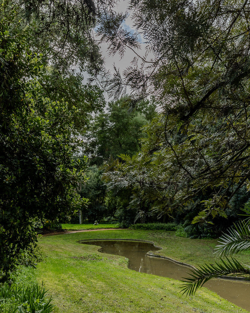 Garden pond framed by trees and palm fronds