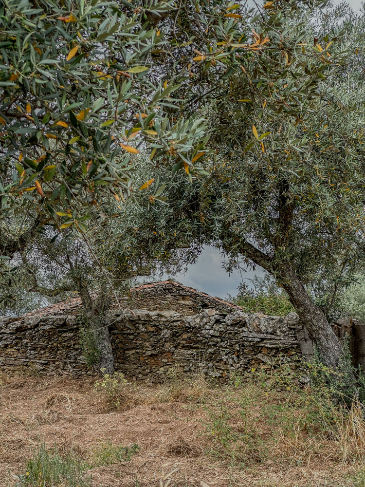 Olive trees and dry stone walls around a village for sale in Portugal