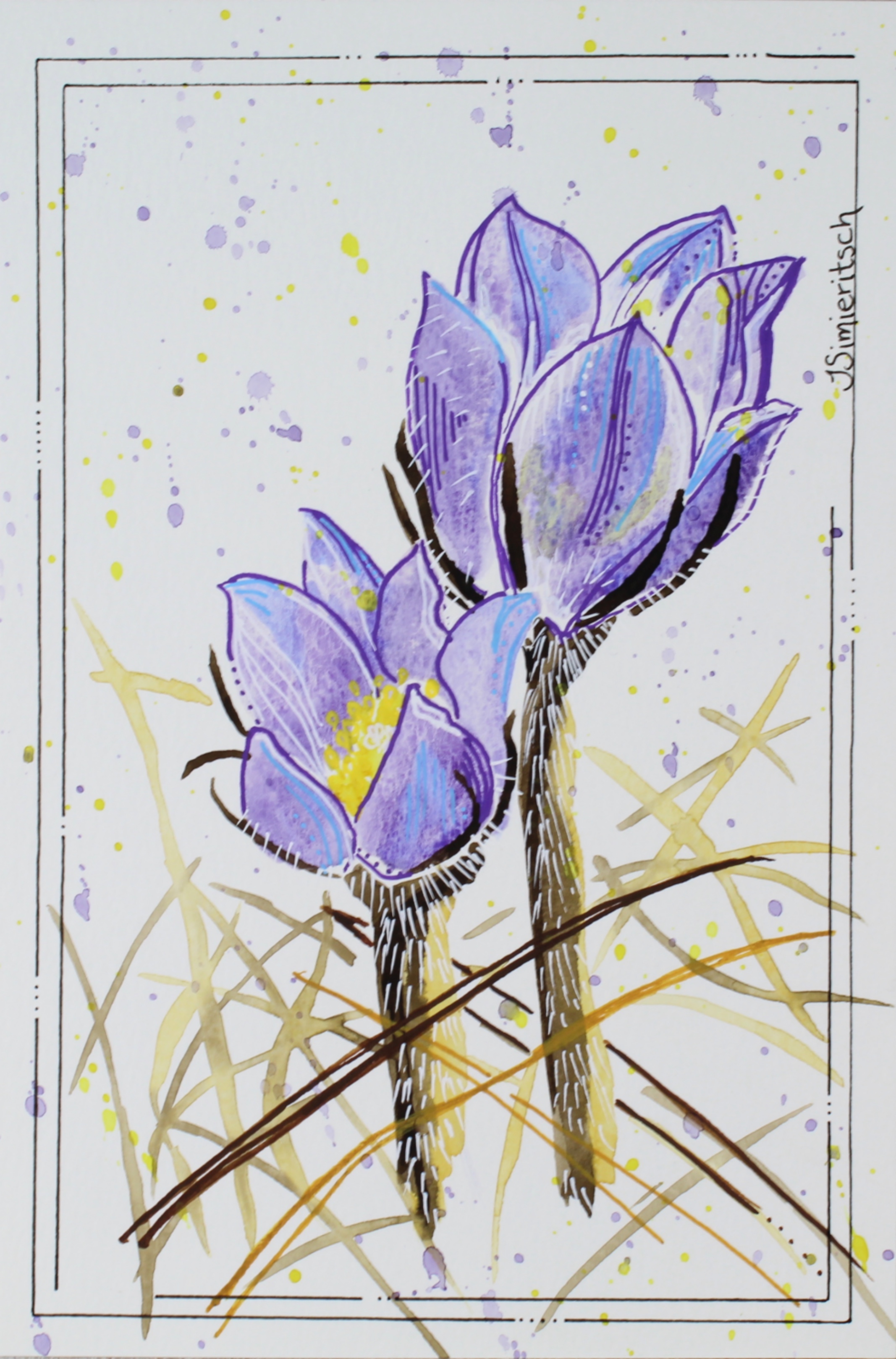 Prairie Crocus