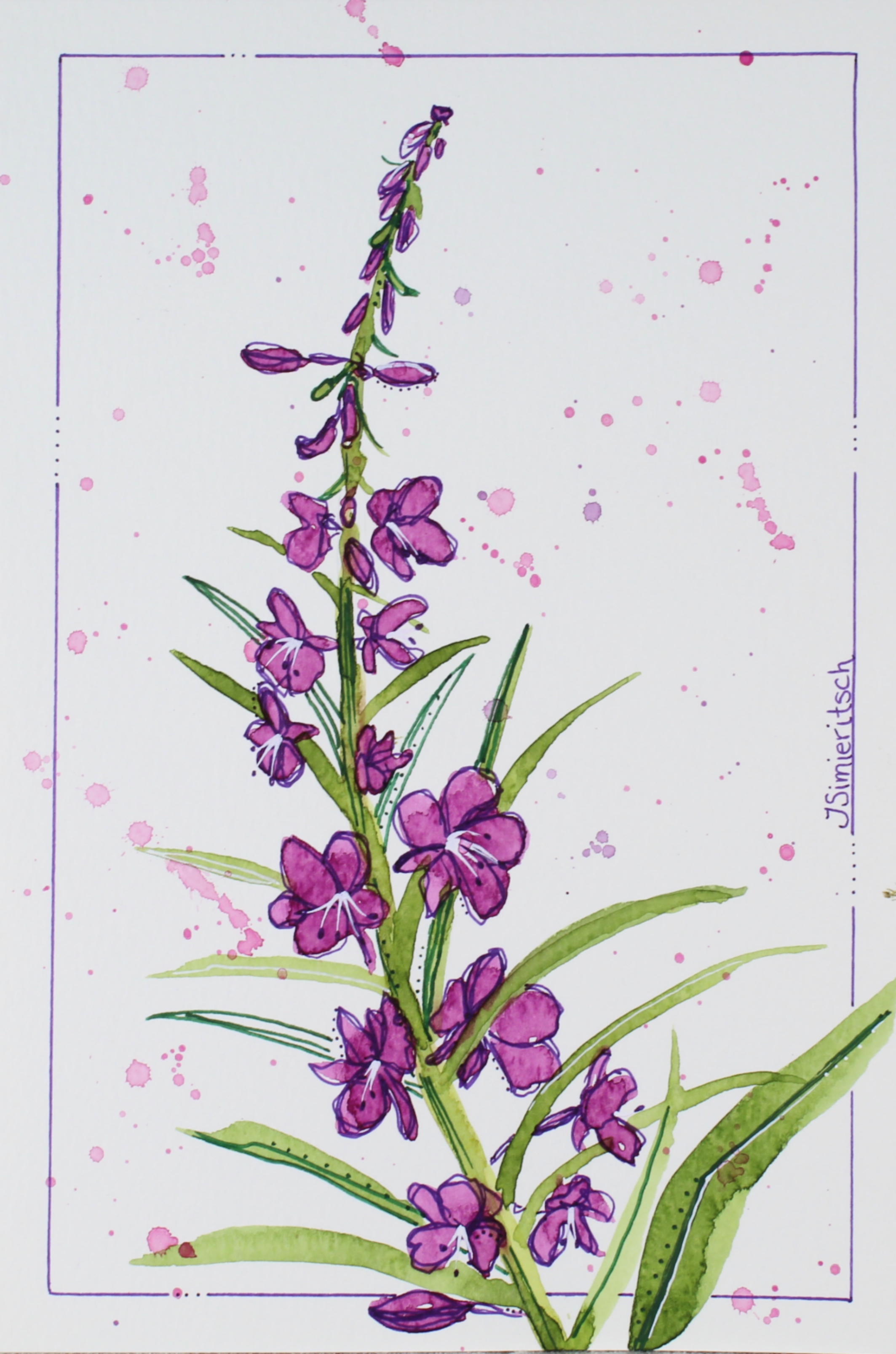 Fireweed