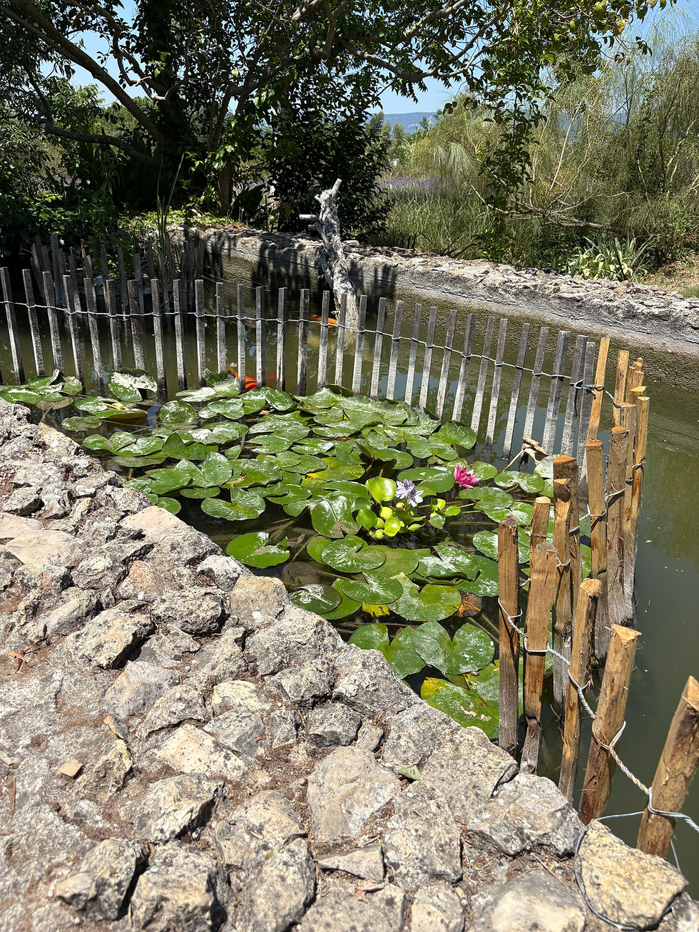 Cute little pond with some koi fish and water lilies