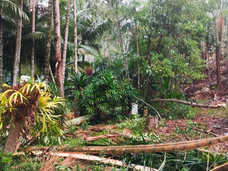 Ocorrência Trágica em Pomerode: Homem morre ao ser atingido por árvore