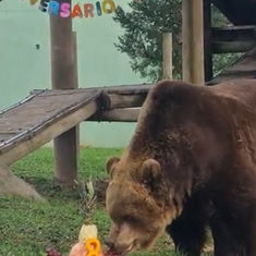 Urso-pardo Zoe ganha festa surpresa para comemorar seus oito anos