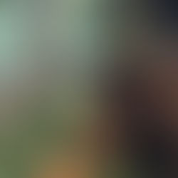 Urso-pardo Zoe ganha festa surpresa para comemorar seus oito anos