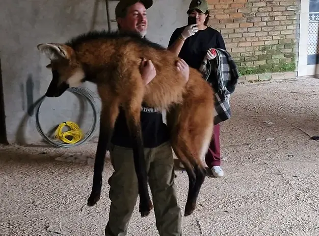 Lobo-guará é resgatado em São Roque após ser encontrado em propriedade particular