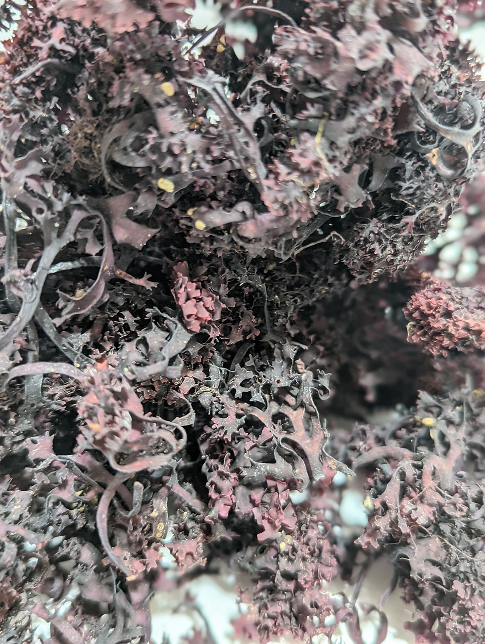 Thumbnail: Raw Full Spectrum Irish Moss