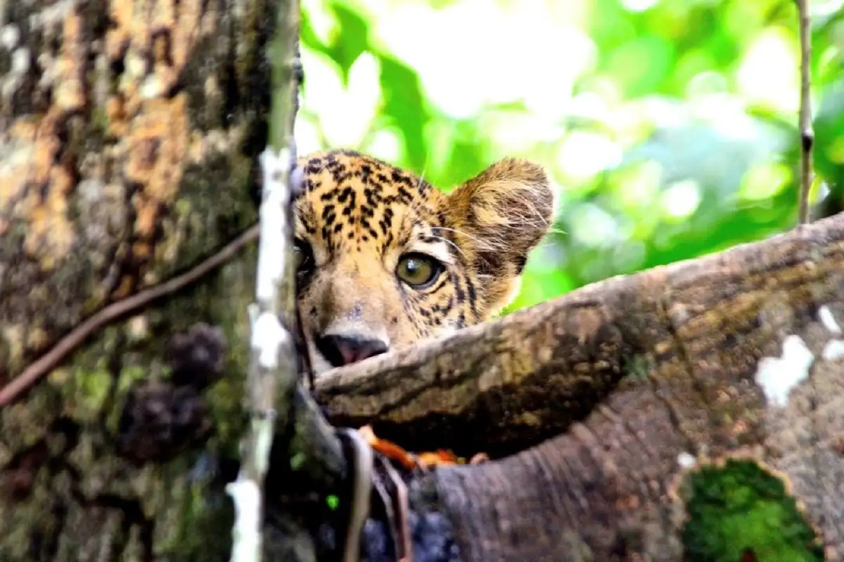 jaguar.webp