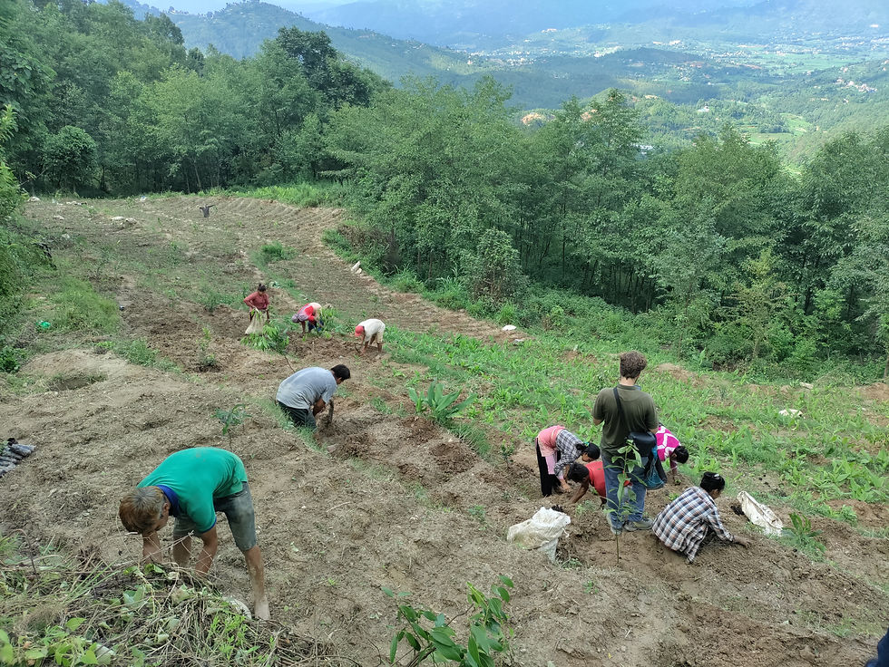 Thumbnail: Productive tree Nepal