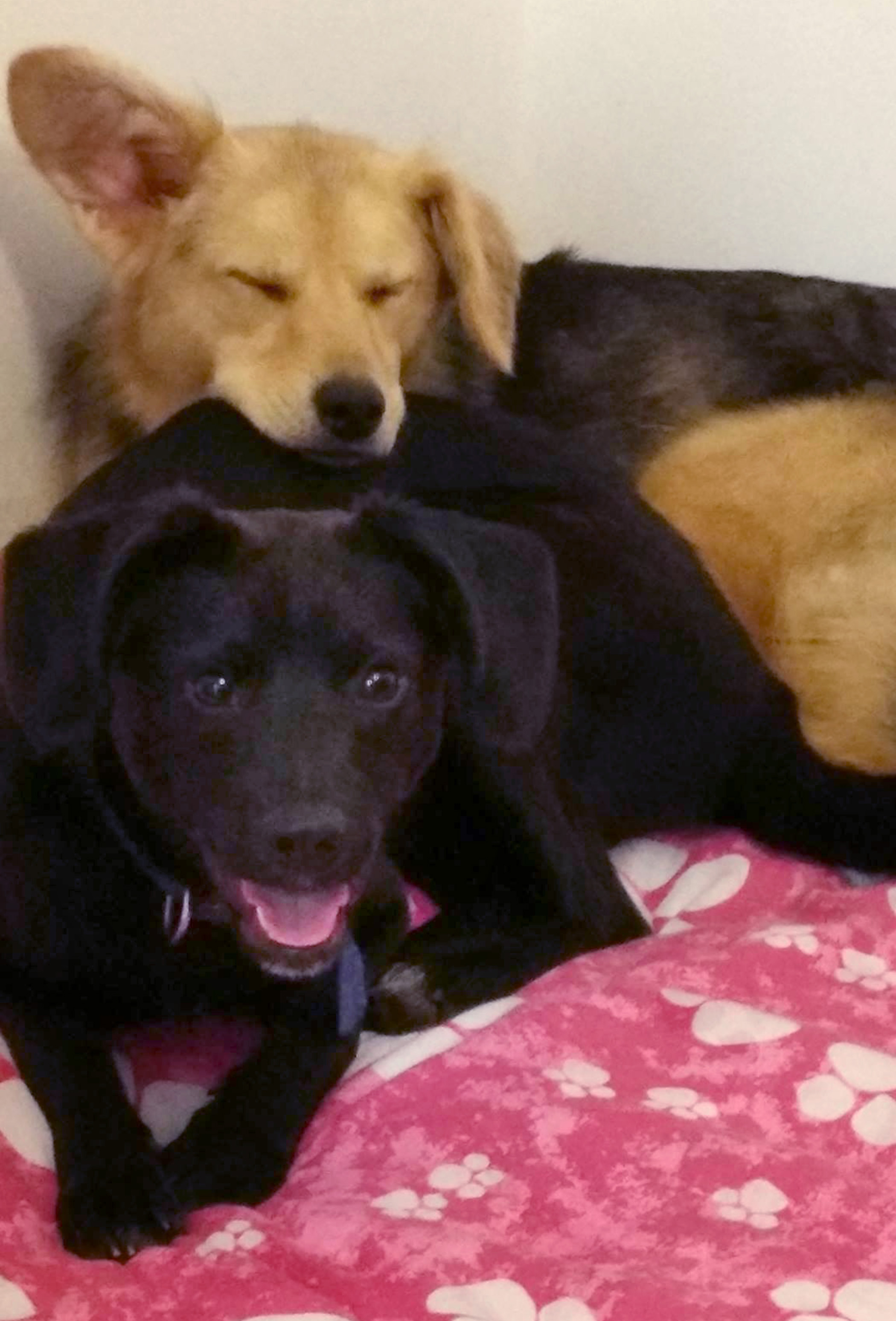 Lija & Snickers - UK