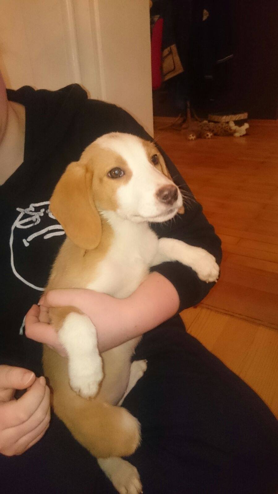 Girl Pup 1 - Austria