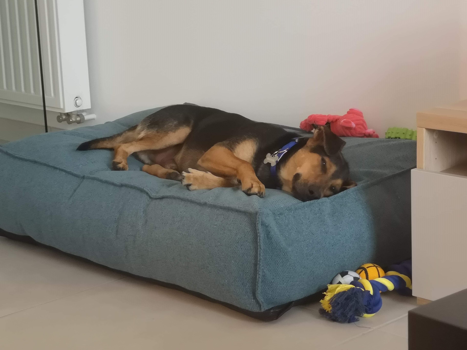 Cody - Belgium
