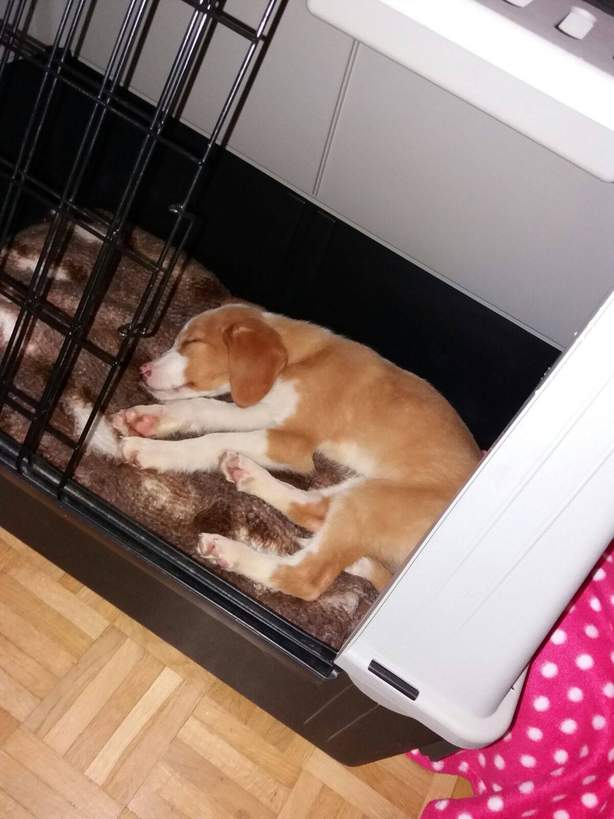 Girl Pup 3 - Austria