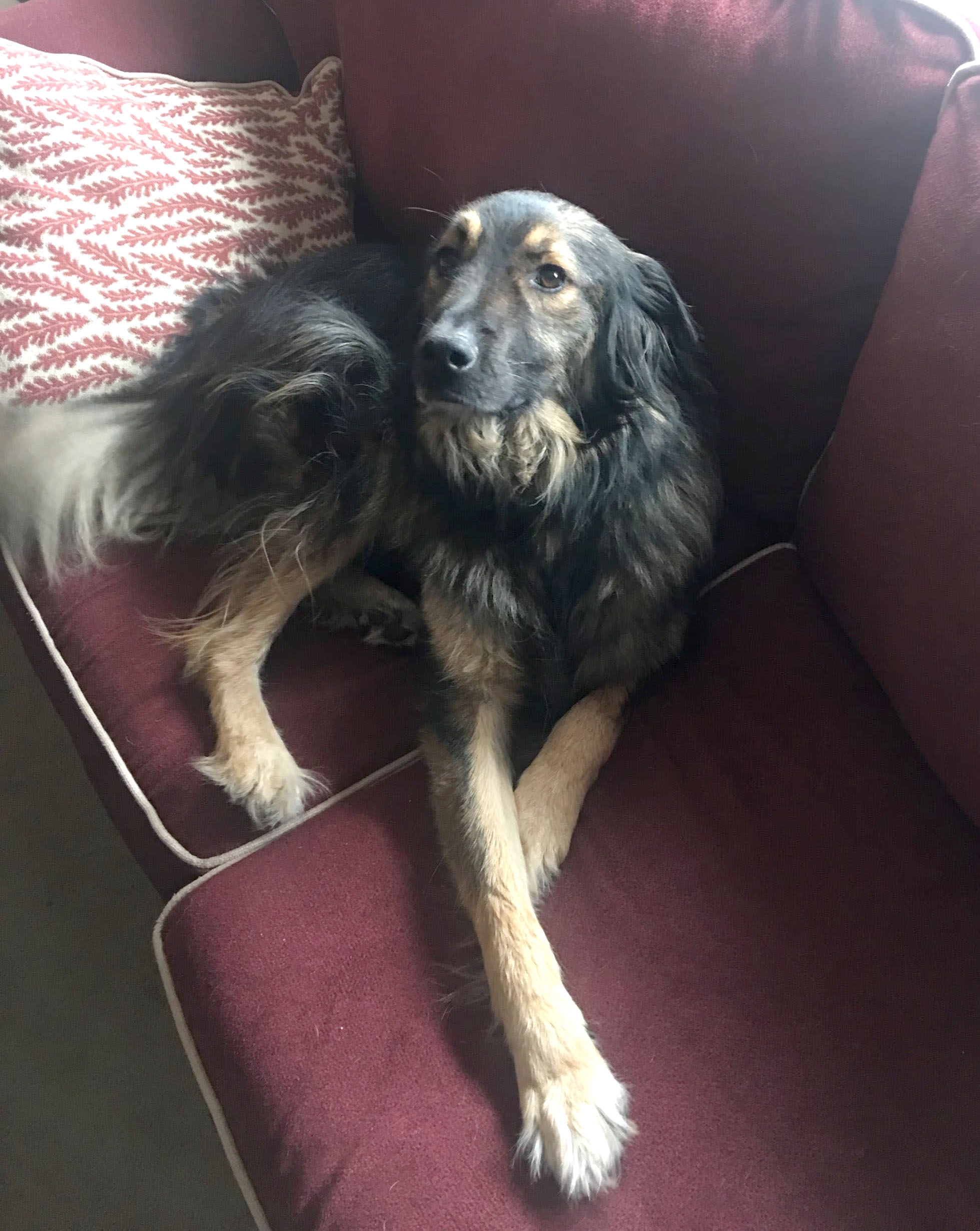 Lucy - USA
