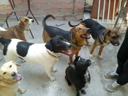 Dzeki with friends at shelter