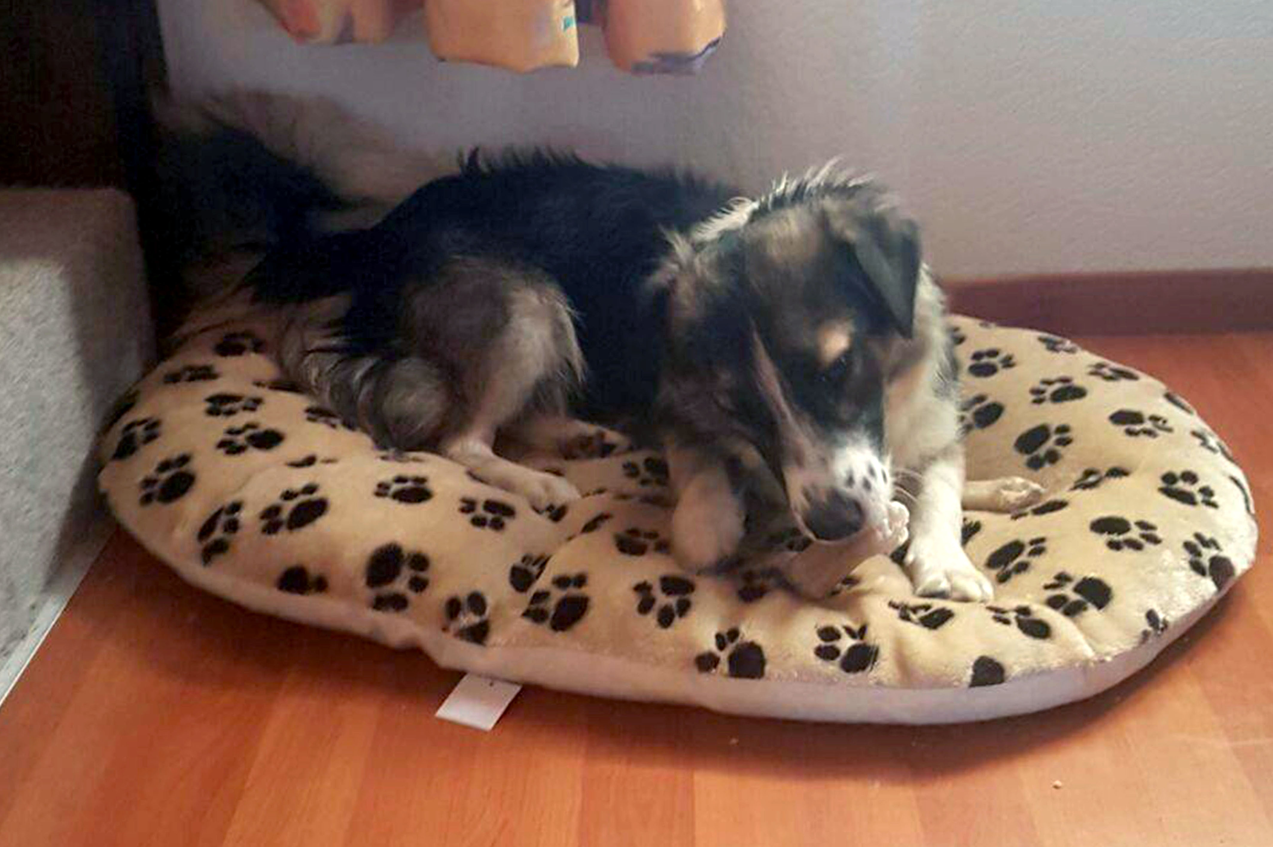 Spike - Switzerland