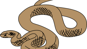 Eastern Brown Snake in the Heart of Brisbane/Australia