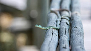 Adorable Little Carpet Pythons