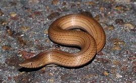 Time For Another Species Profile - Burton’s Legless Lizard