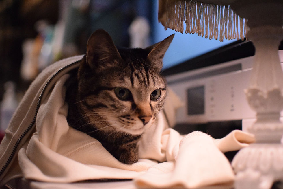 Airbnb Service Animal Rules Every Host Must Know