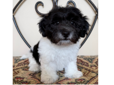 Coton de Tulear Puppy Available