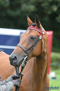 Launceston Show 23. .jpg