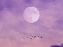 В ночь со среды на четверг над Швейцарией взойдёт «розовая луна»